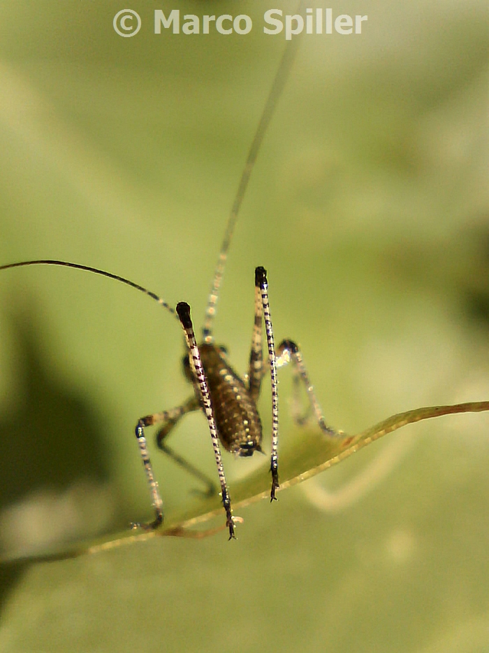 Identificare dal lato B